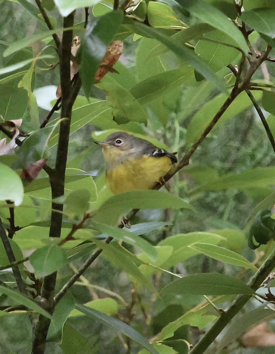 Magnolia Warbler - ML625045857