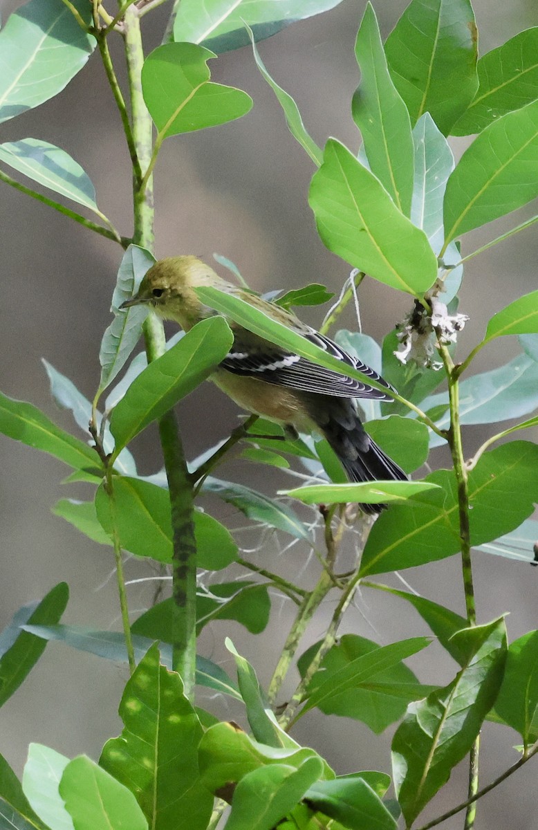 Bay-breasted Warbler - ML625045876