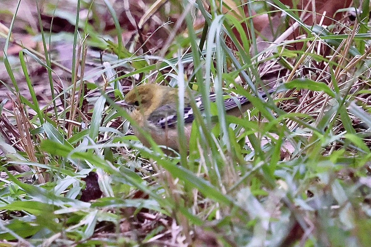 Bay-breasted Warbler - ML625045877