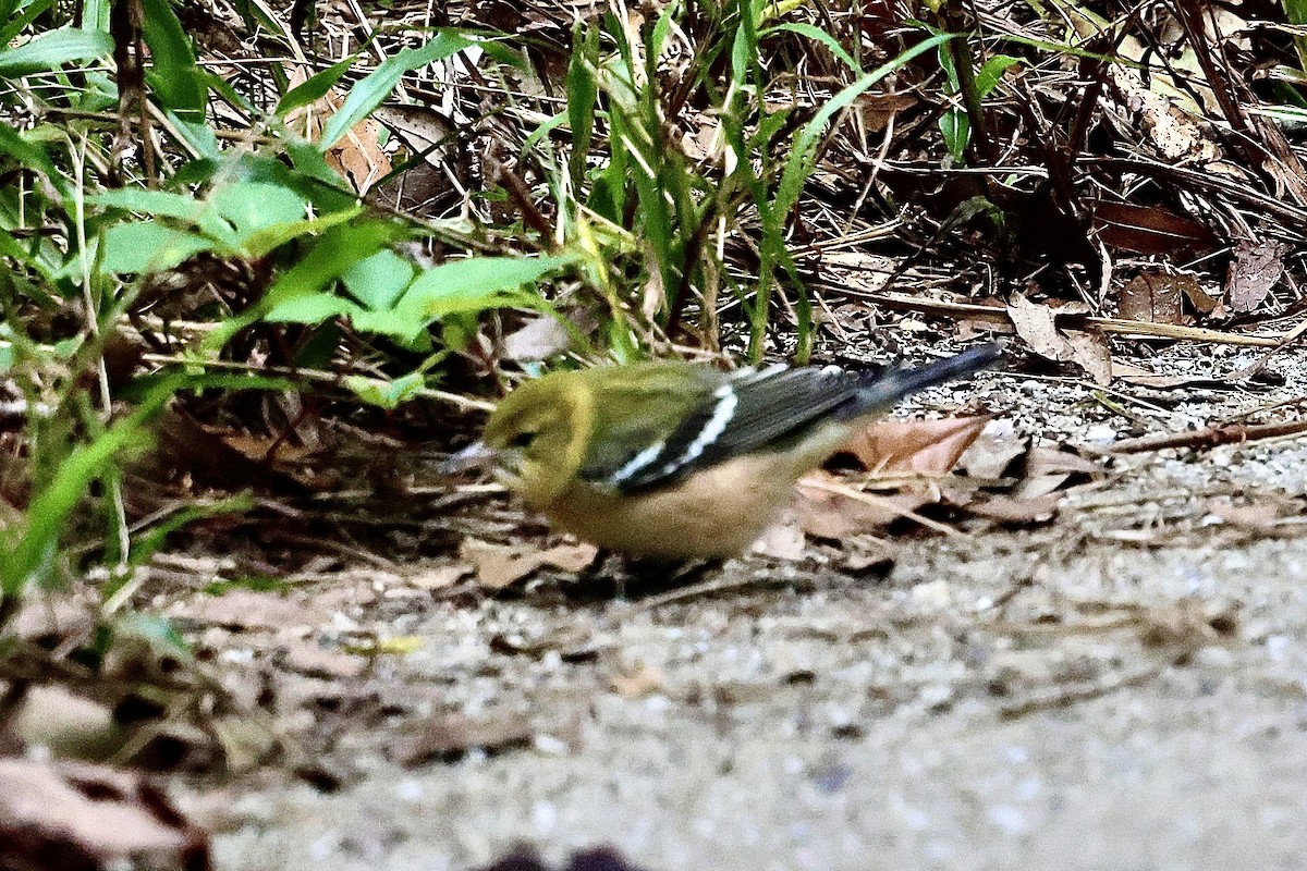 Bay-breasted Warbler - ML625045878