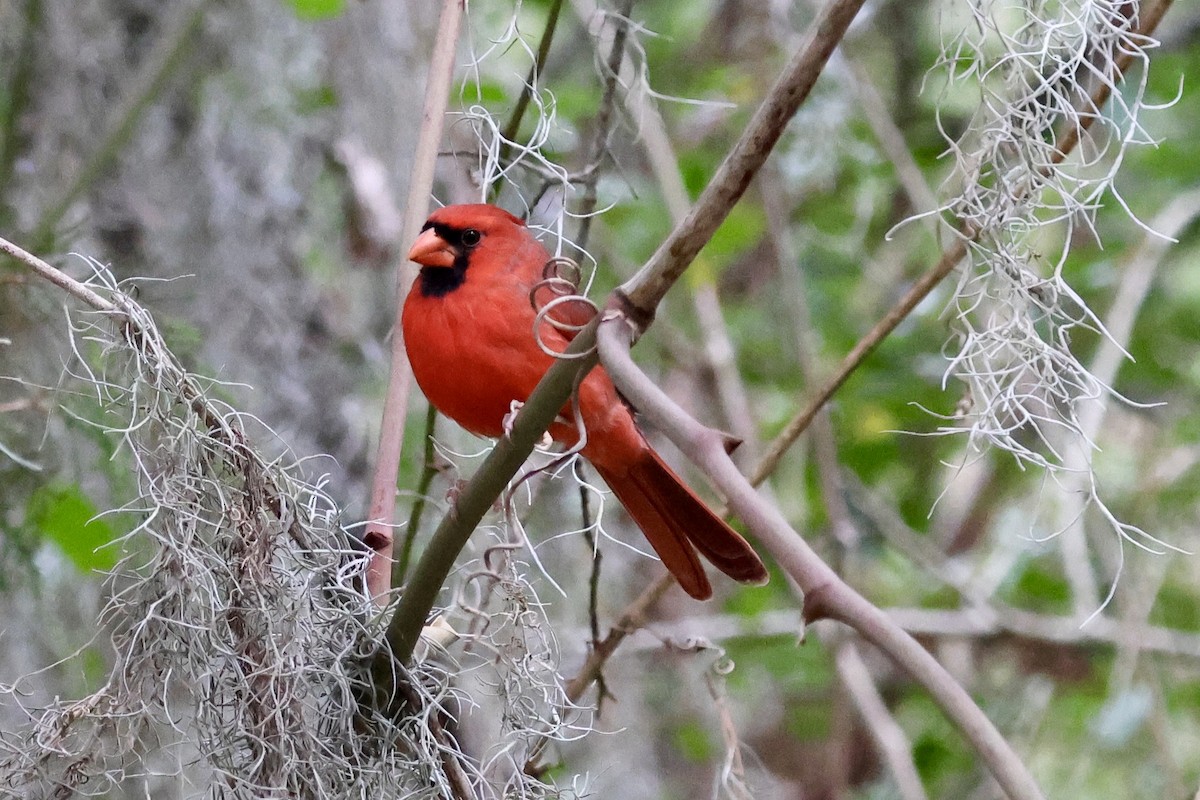 Northern Cardinal - ML625045889