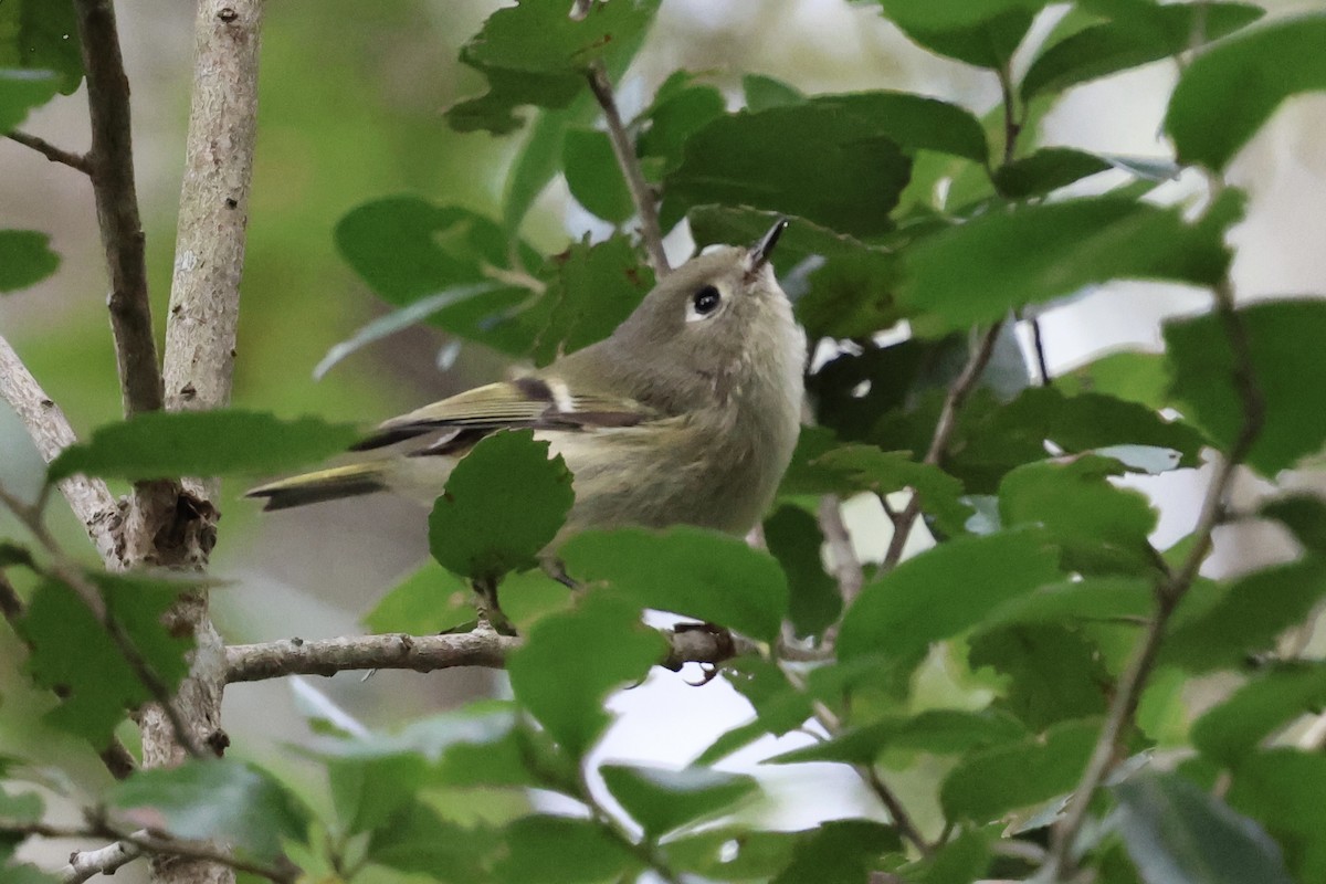 Ruby-crowned Kinglet - ML625045945