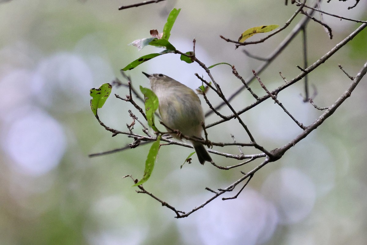 Ruby-crowned Kinglet - ML625045946