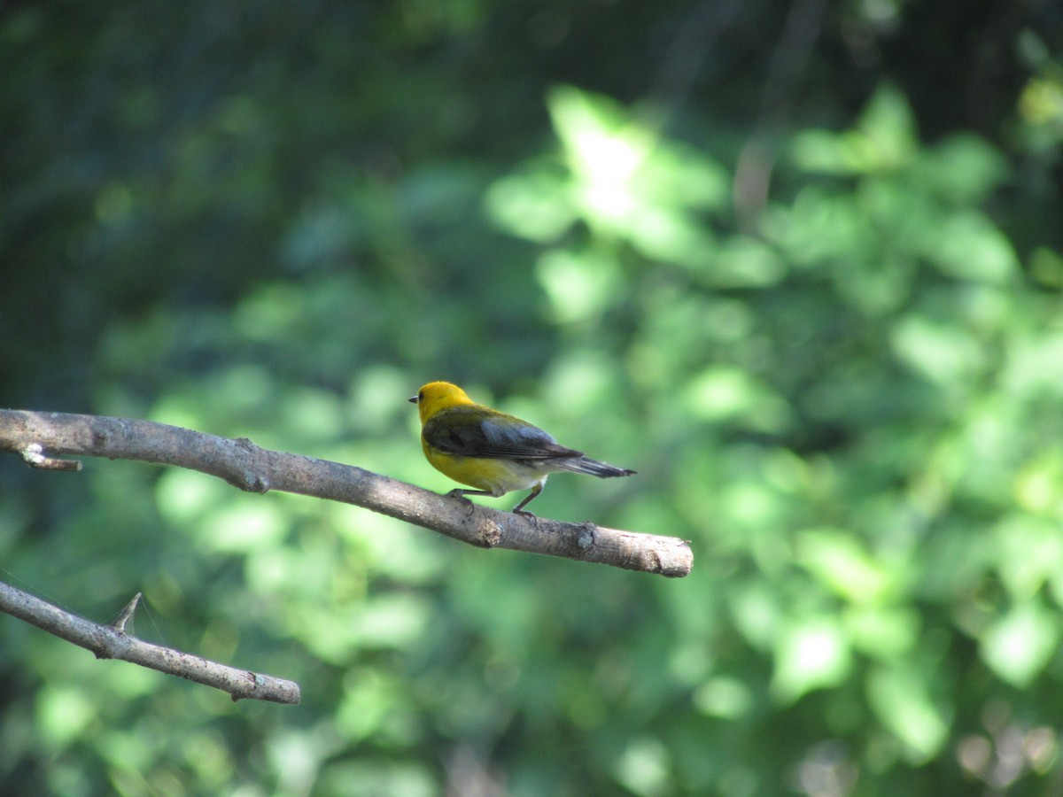 Prothonotary Warbler - ML62504601