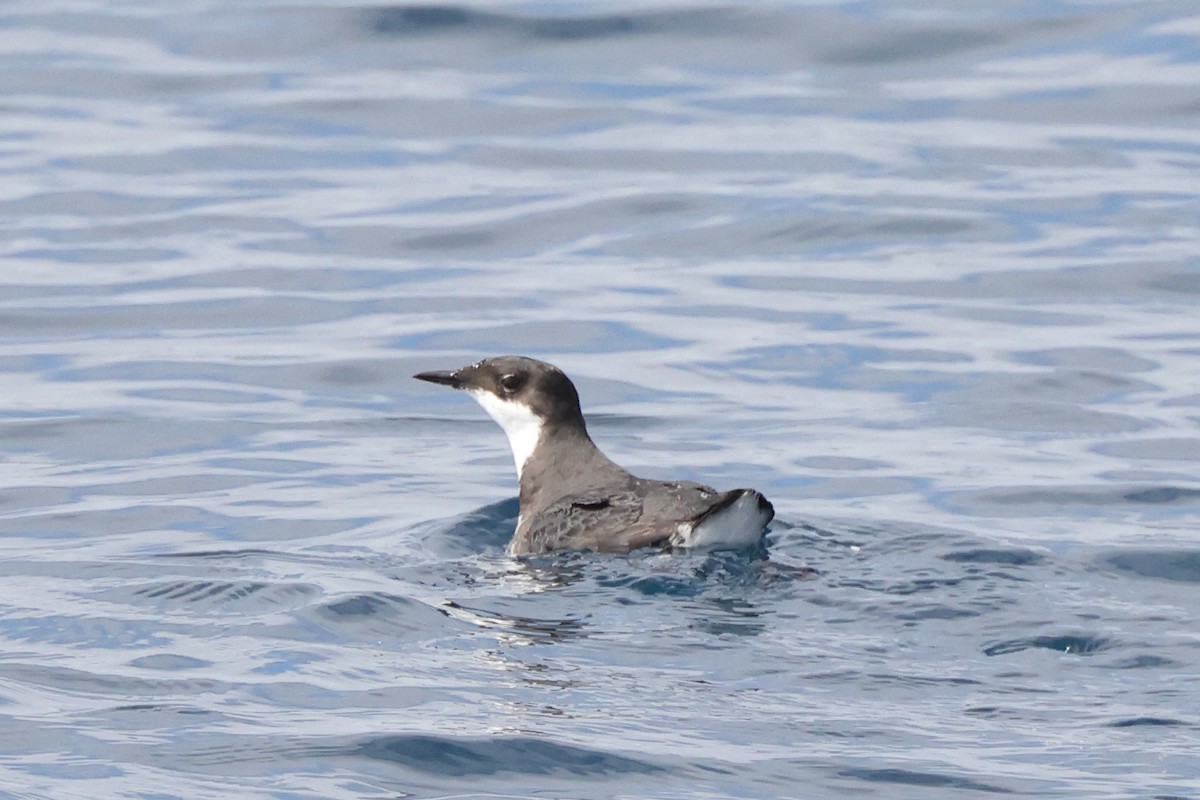 Craveri's Murrelet - ML625046017