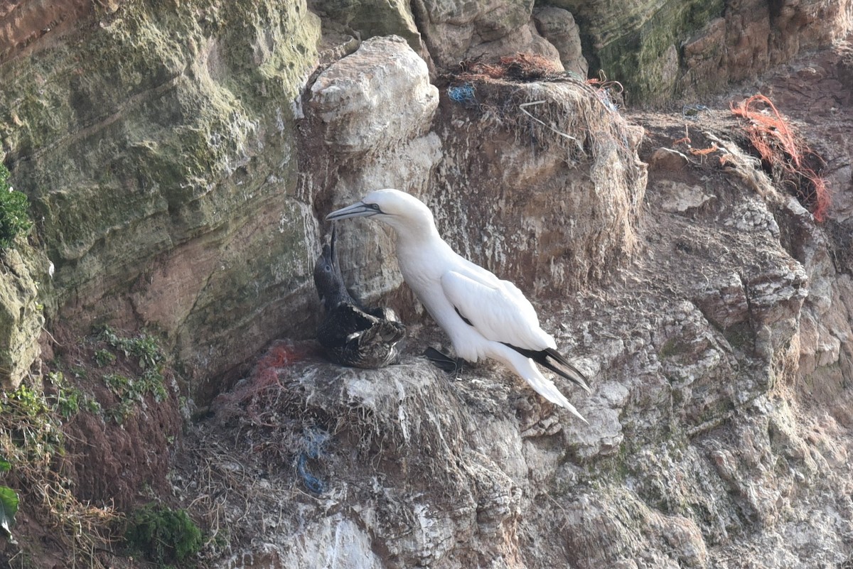 Northern Gannet - ML625046028