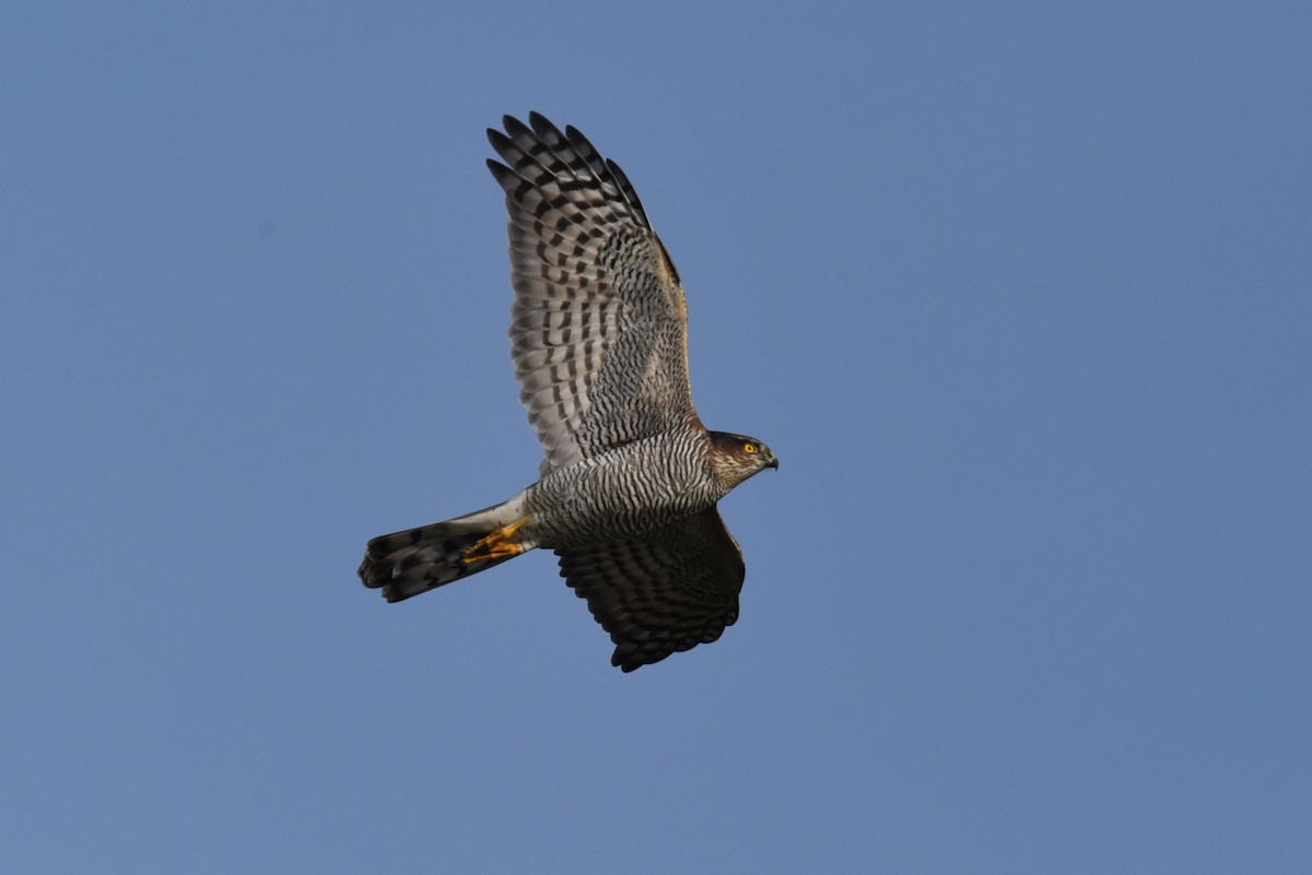 Eurasian Sparrowhawk - ML625046038