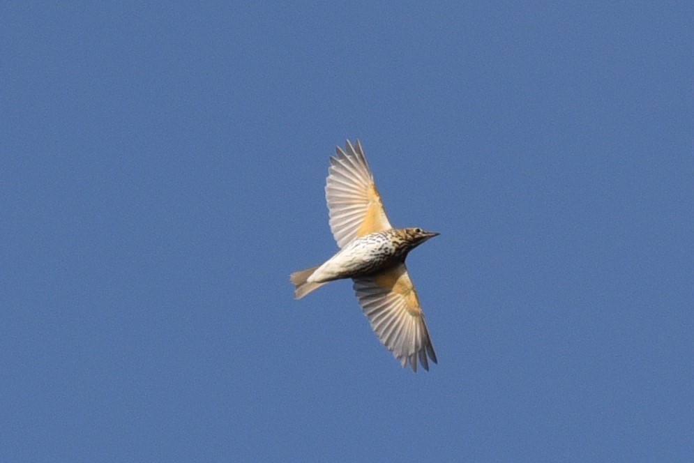 Song Thrush - ML625046045