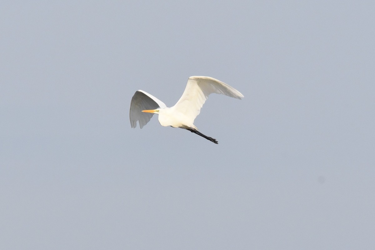Great Egret - ML625046094