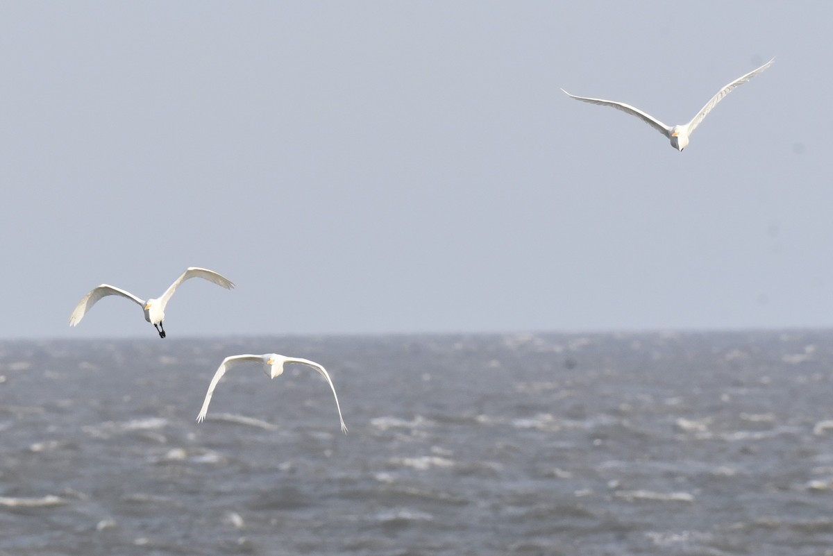 Great Egret - ML625046095