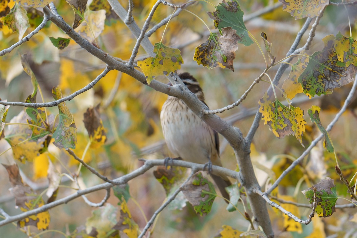 Rose-breasted Grosbeak - ML625046103