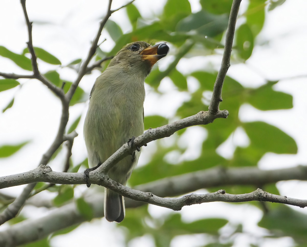 Green Tinkerbird - ML625046178