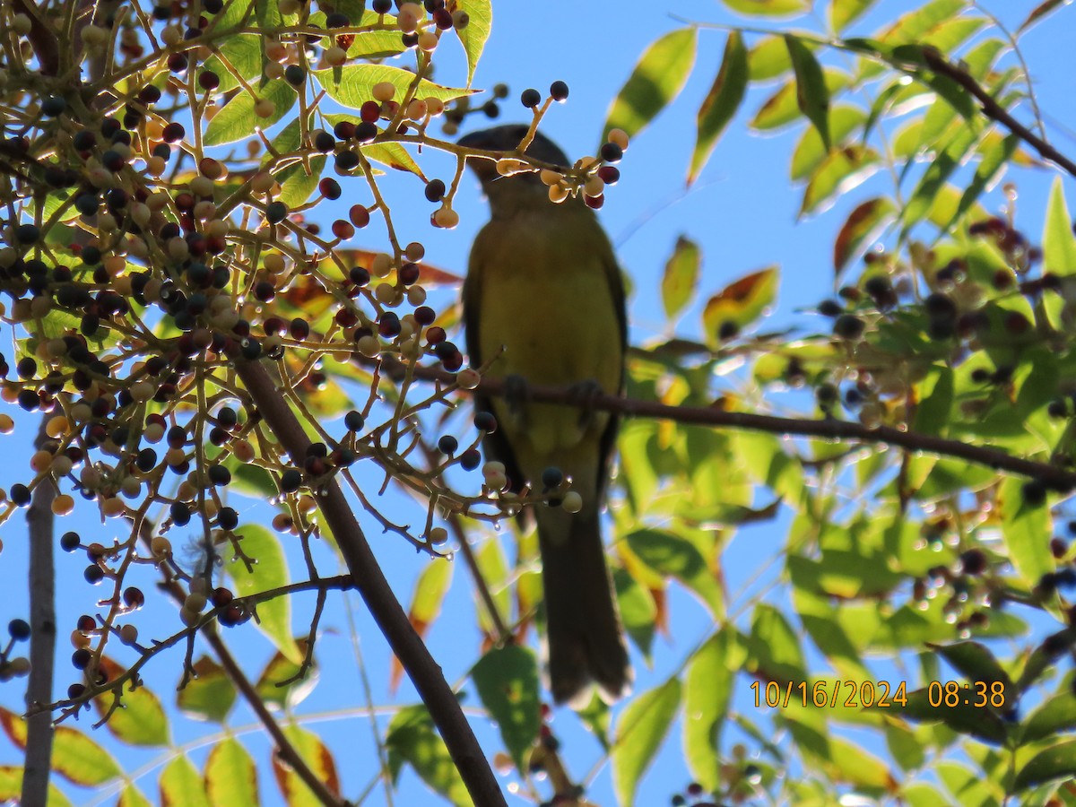 Yellow Grosbeak - ML625046191