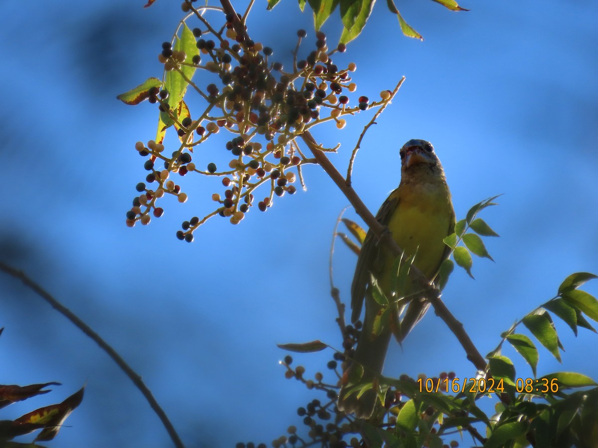 Yellow Grosbeak - ML625046234