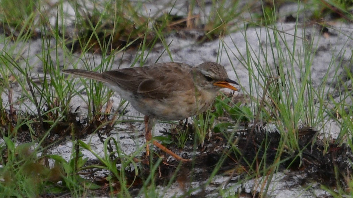 Long-legged Pipit - Carl Winstead