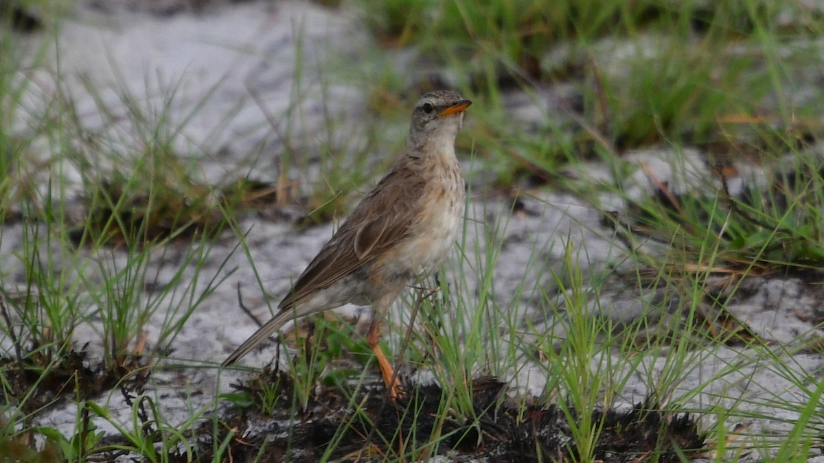 Long-legged Pipit - ML625046253