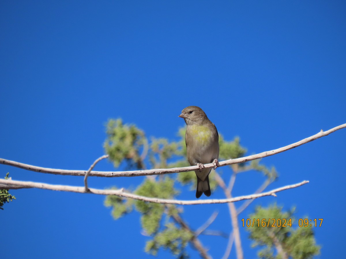Lawrence's Goldfinch - ML625046305