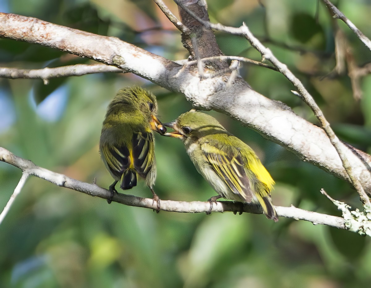Green Tinkerbird - ML625046311