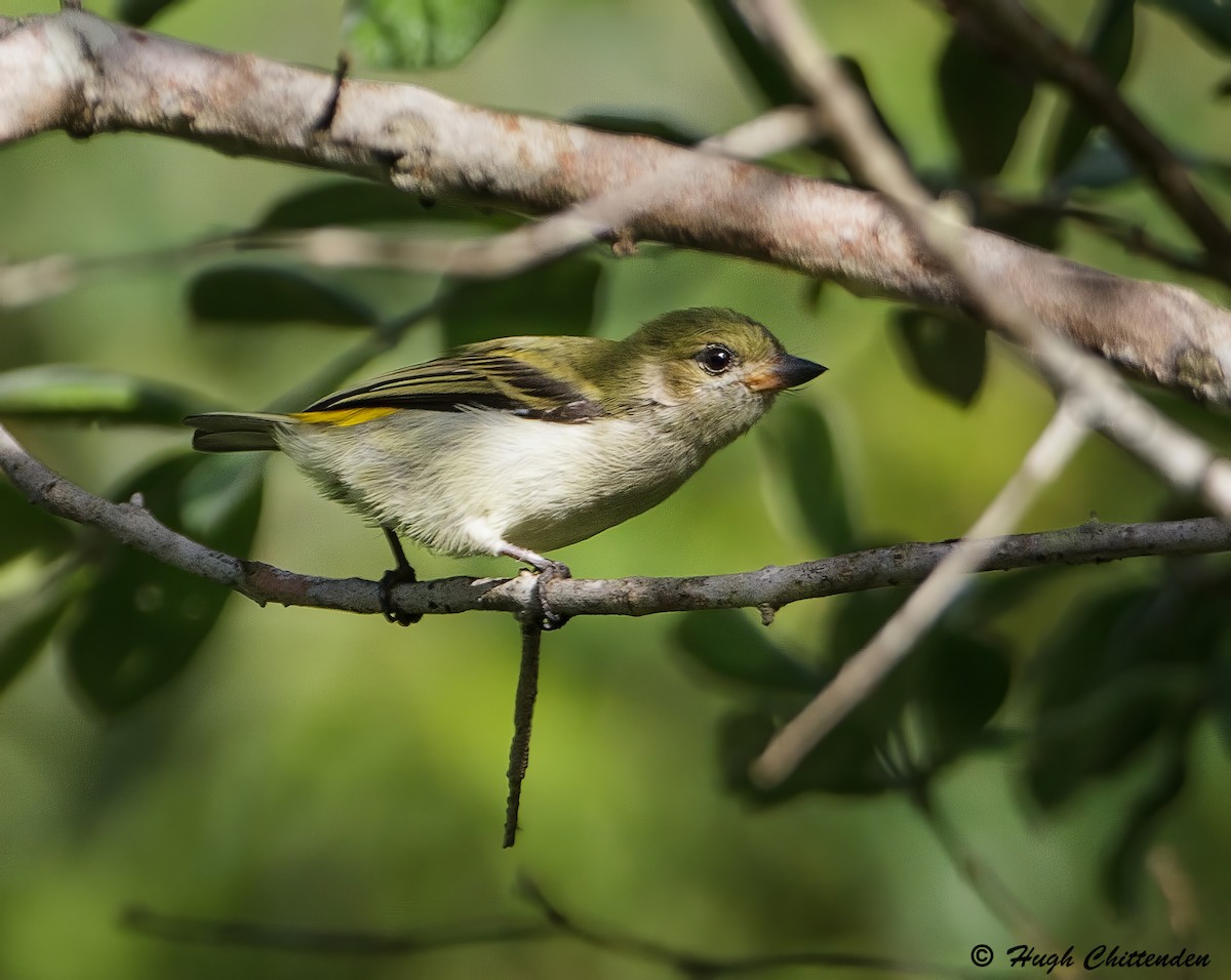 Green Tinkerbird - ML625046322