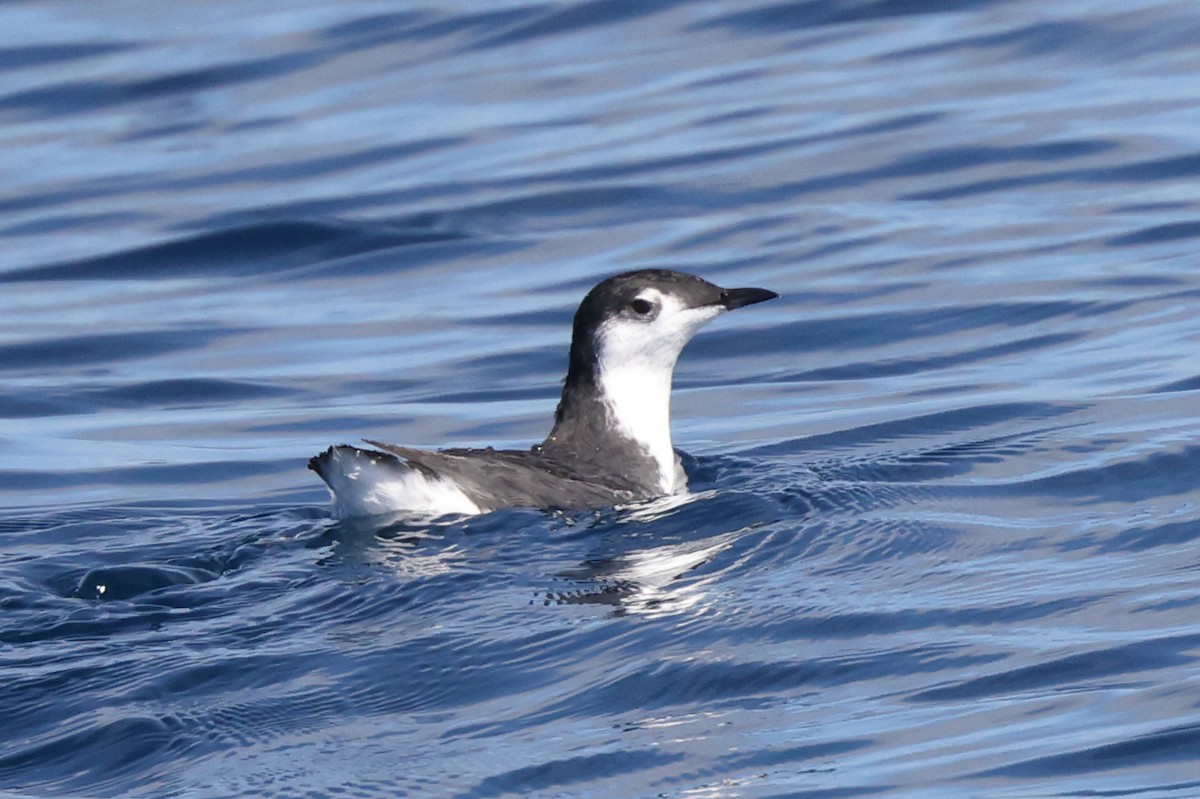 Guadalupe Murrelet - ML625046332