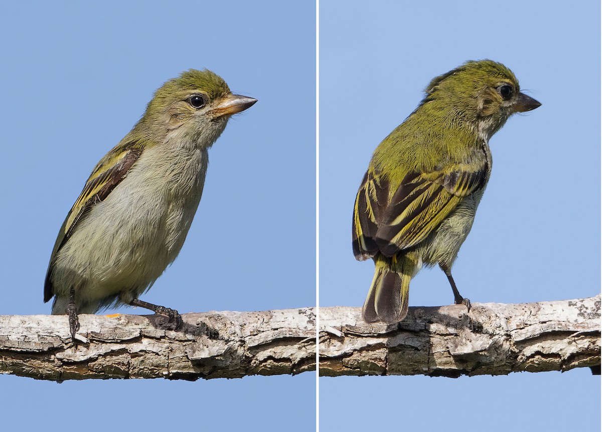 Green Tinkerbird - ML625046336