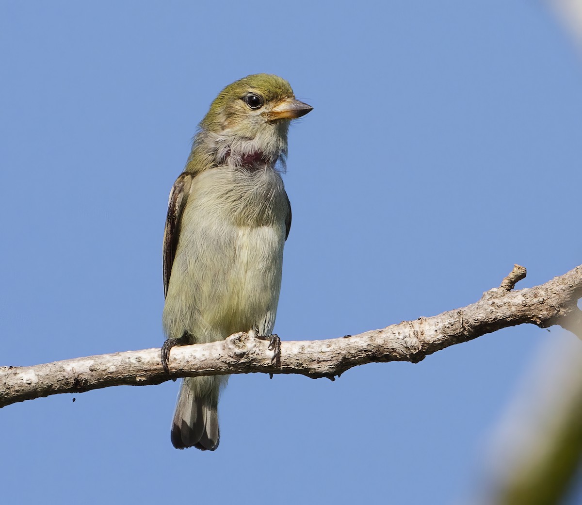 Green Tinkerbird - ML625046349