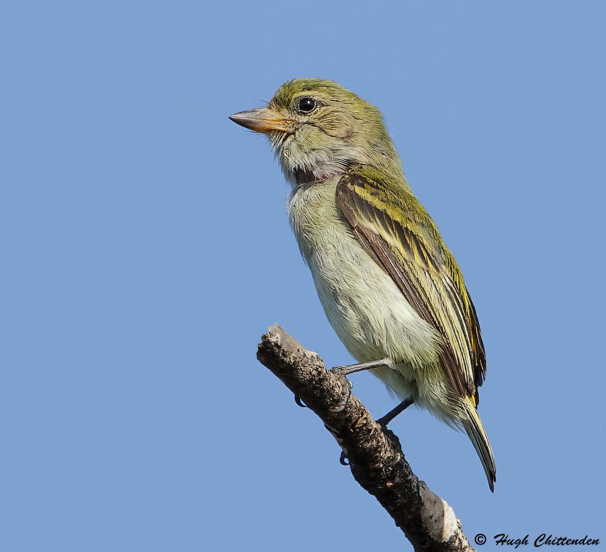 Green Tinkerbird - ML625046354