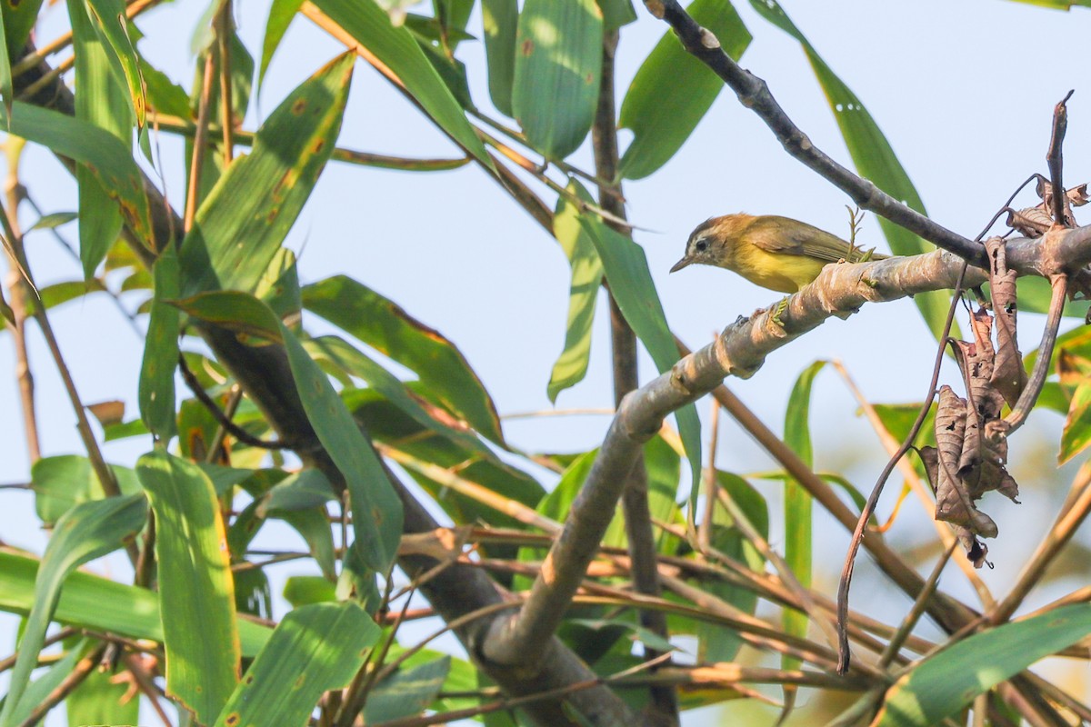 Brown-capped Vireo - ML625046356