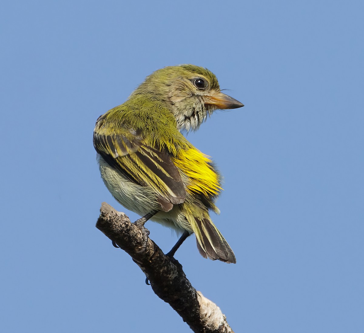 Green Tinkerbird - ML625046370