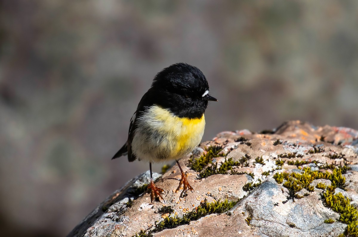 Tomtit (New Zealand) - ML625046467
