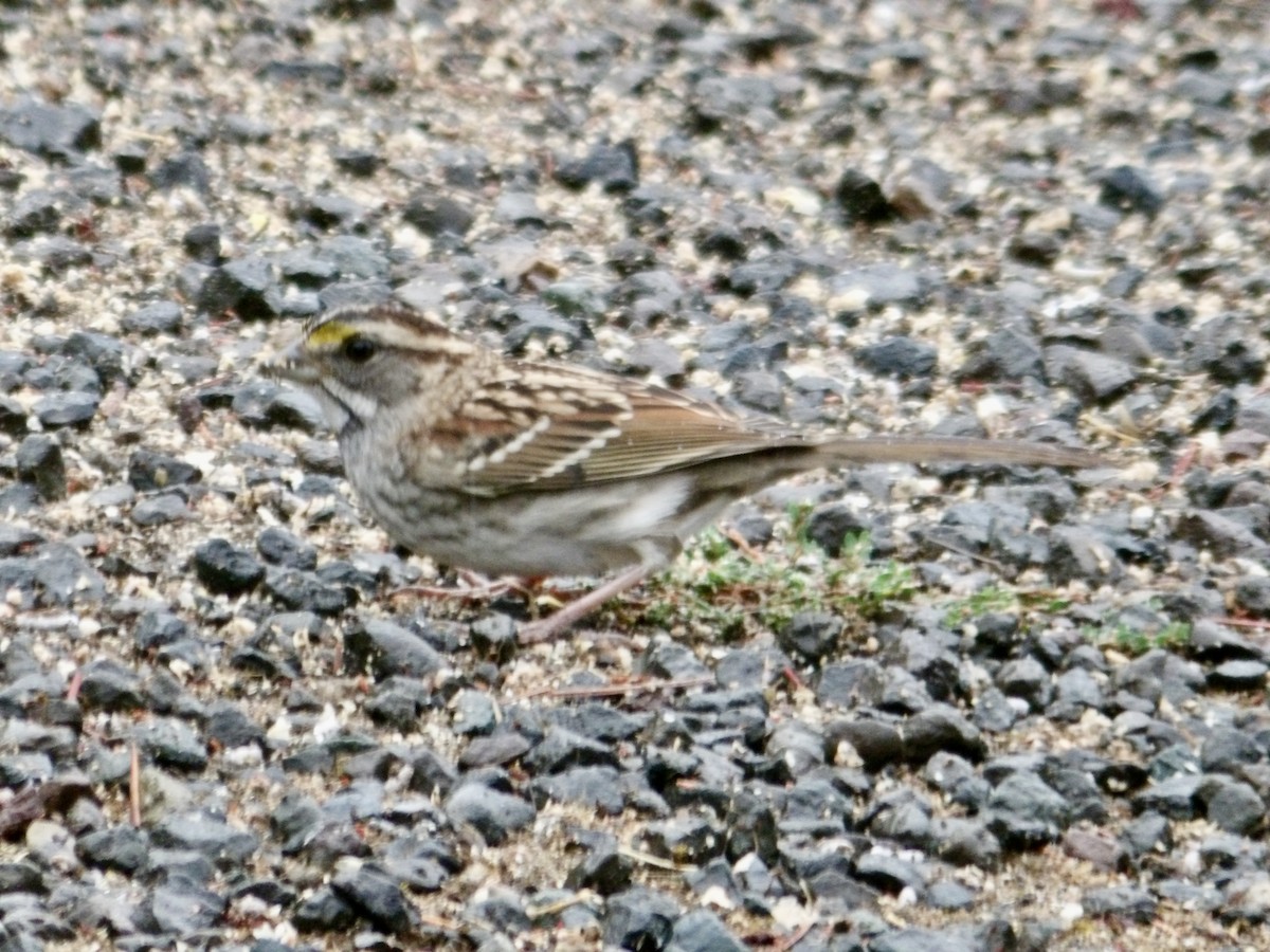 White-throated Sparrow - ML625046479