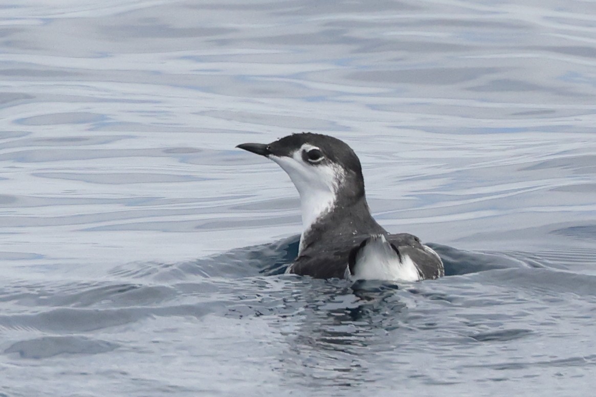 Guadalupe Murrelet - ML625046526