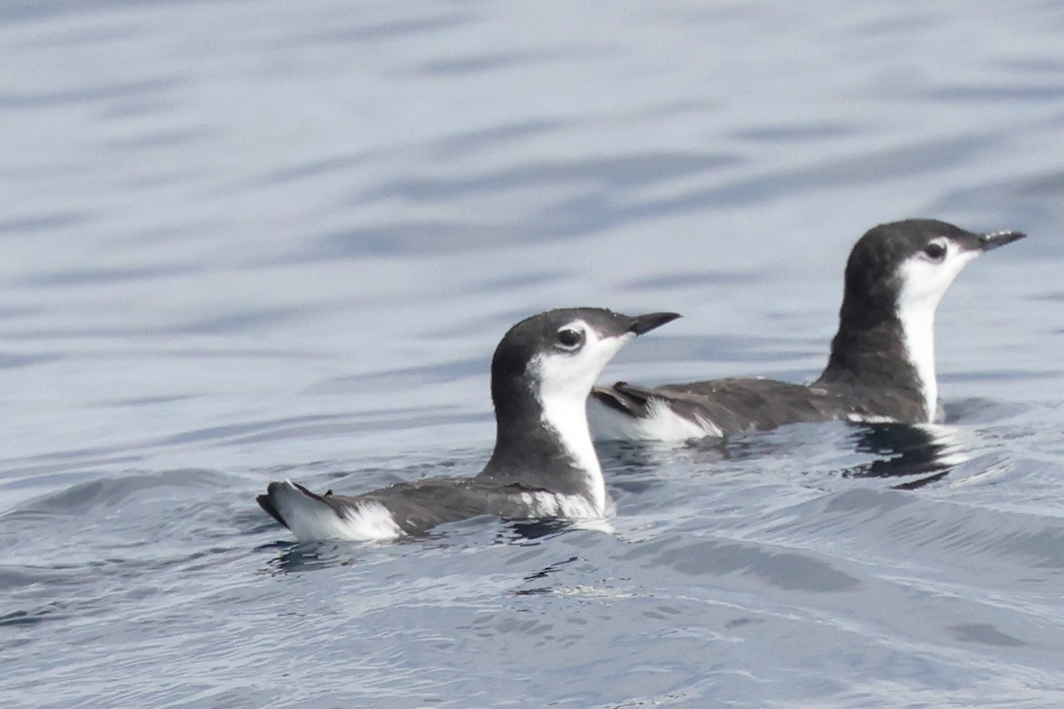 Guadalupe Murrelet - ML625046527