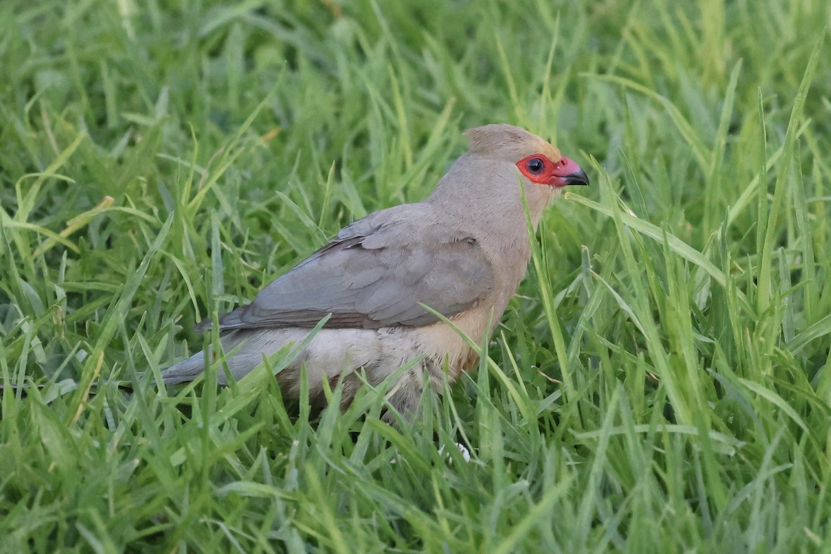 Red-faced Mousebird - Grant Olwage