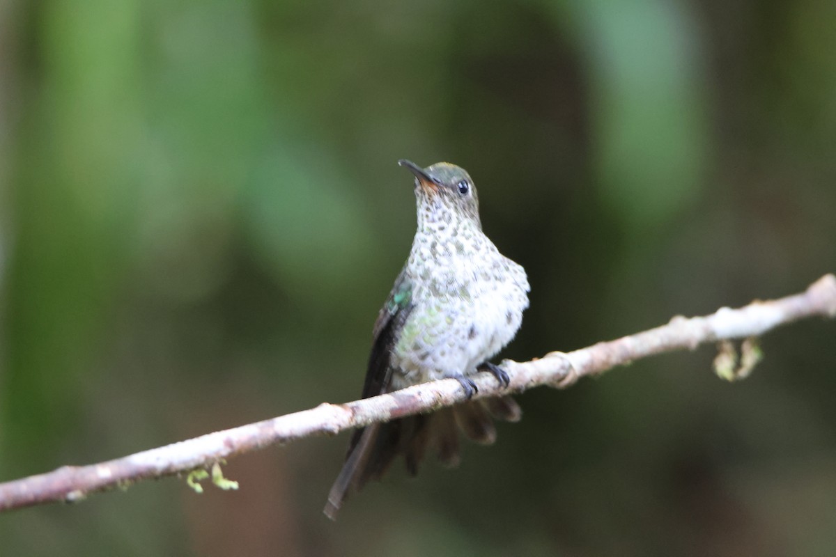 Many-spotted Hummingbird - ML625046581