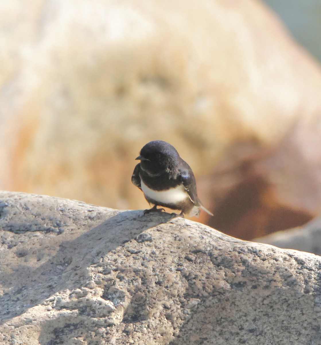 Golondrina Fajiblanca - ML625046699