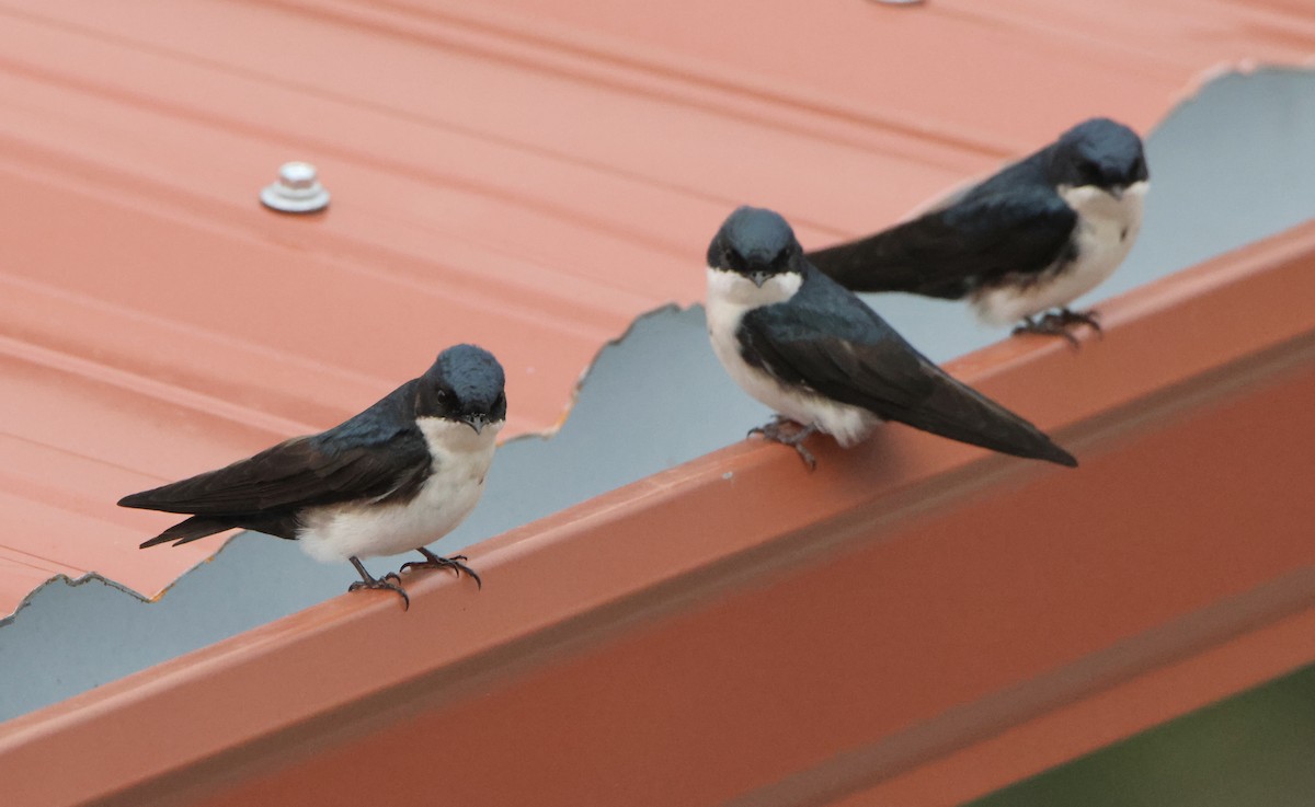 Golondrina Barranquera - ML625046740