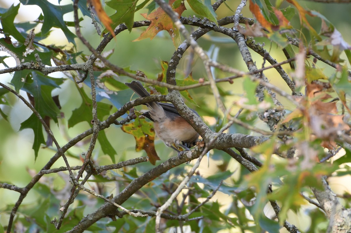 Tufted Titmouse - ML625046925