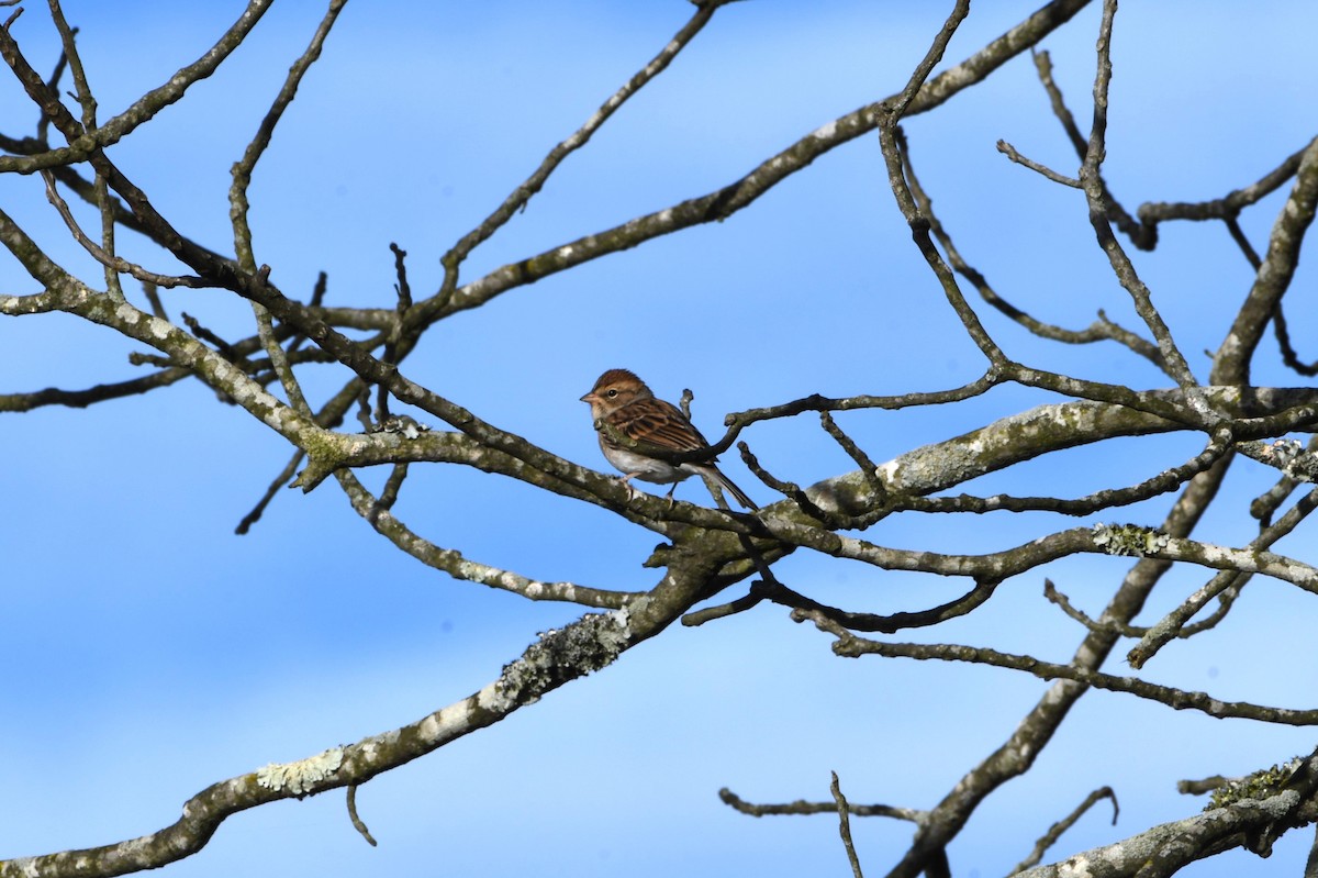 Field Sparrow - ML625046962