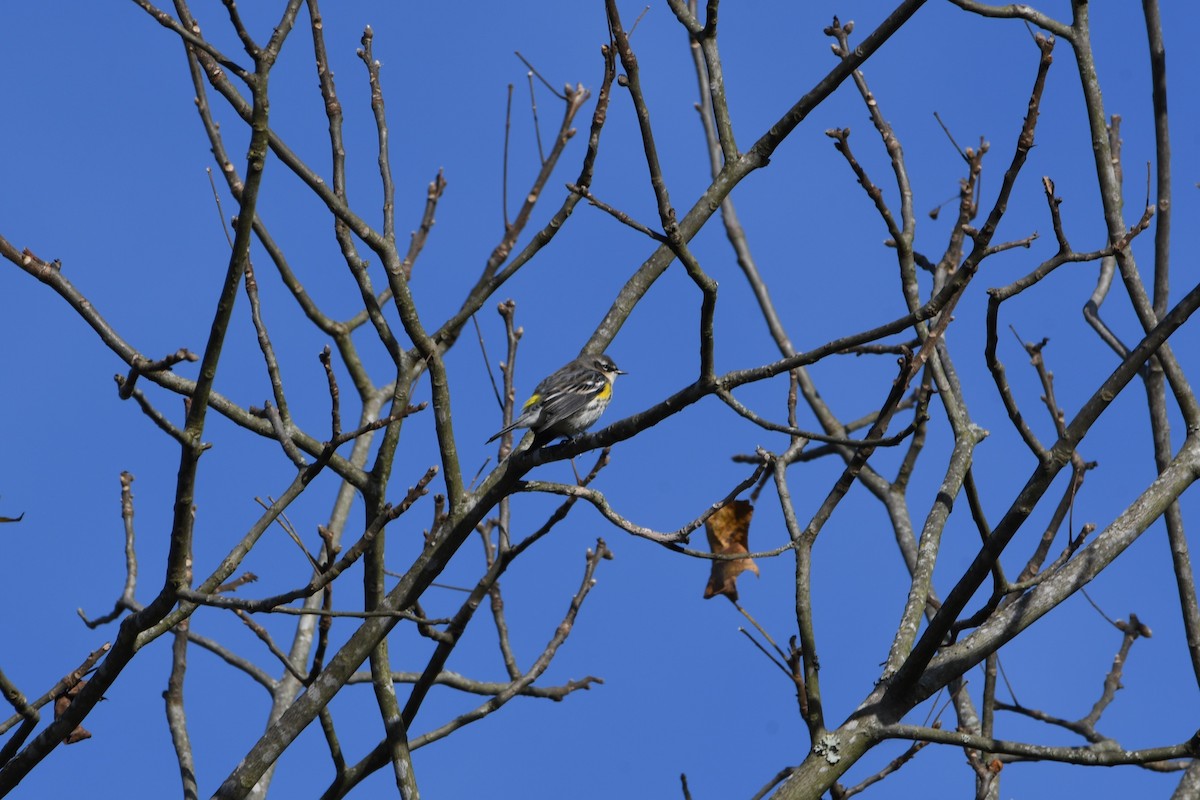 Yellow-rumped Warbler - ML625046970