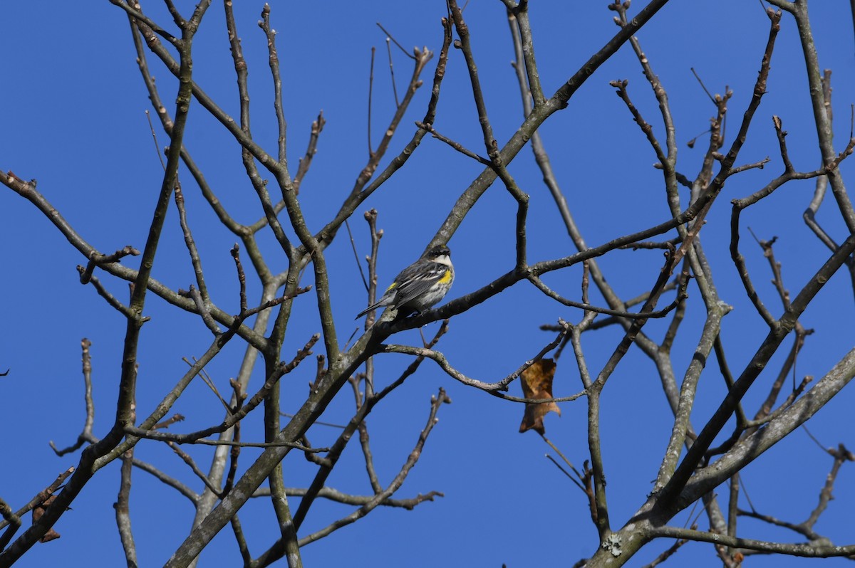 Yellow-rumped Warbler - ML625046972