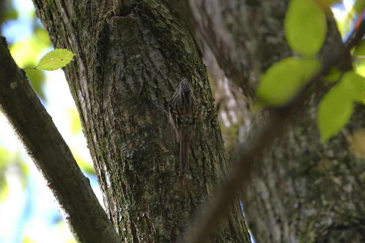 Brown Creeper - ML625047008