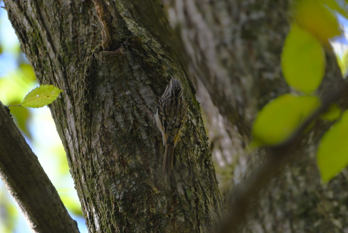 Brown Creeper - ML625047009