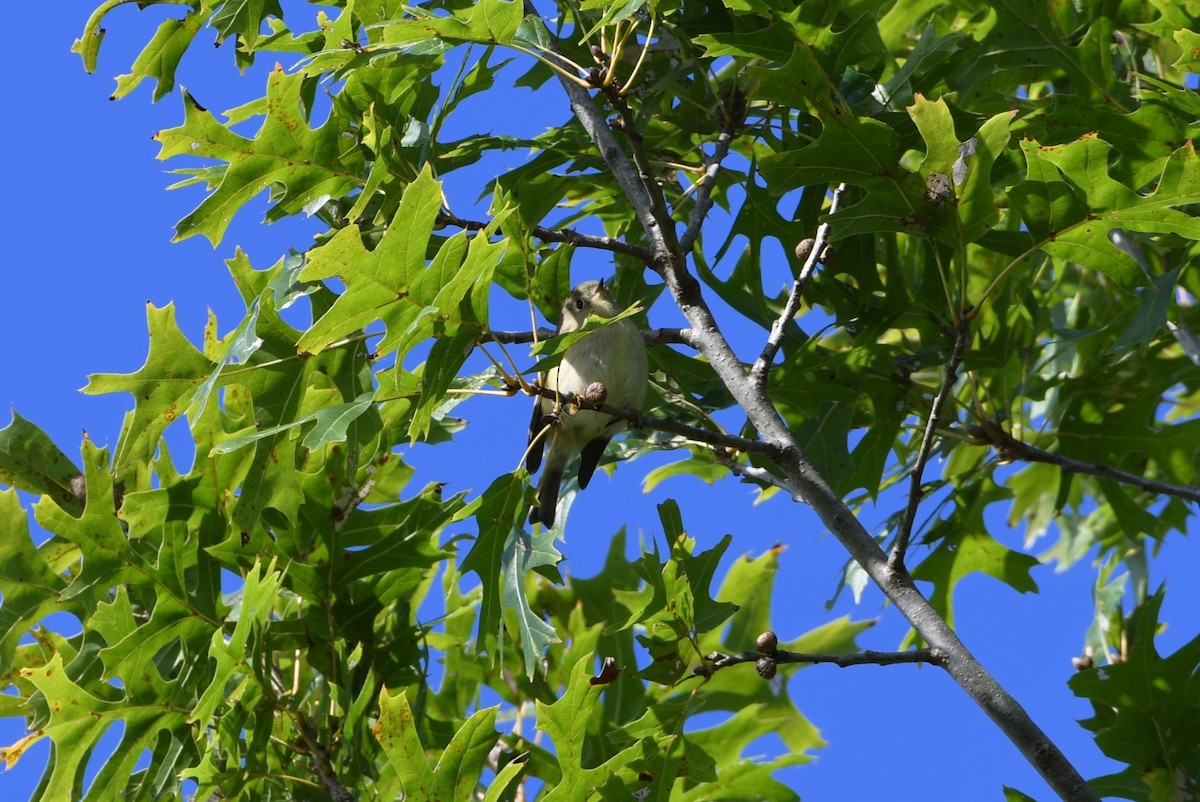 Ruby-crowned Kinglet - ML625047106