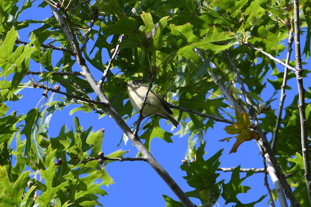 Ruby-crowned Kinglet - ML625047108