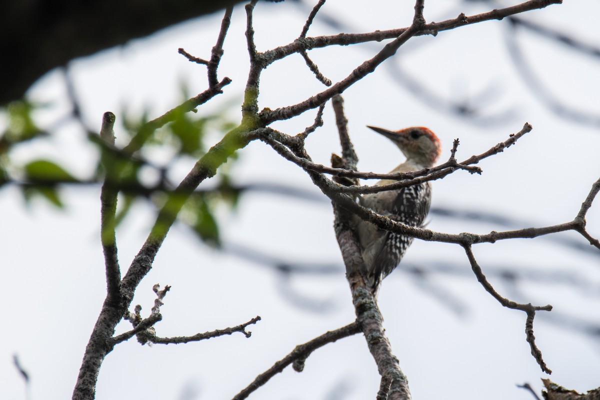 Red-bellied Woodpecker - ML625047168