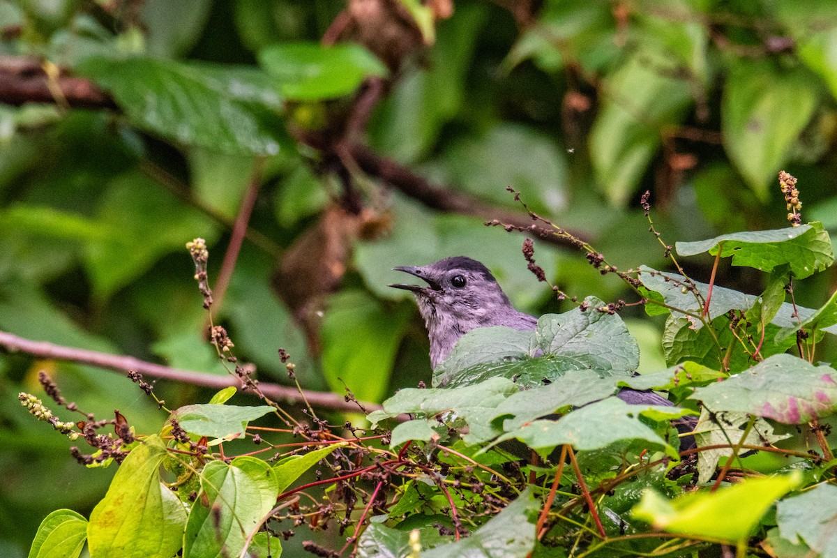 Gray Catbird - ML625047176