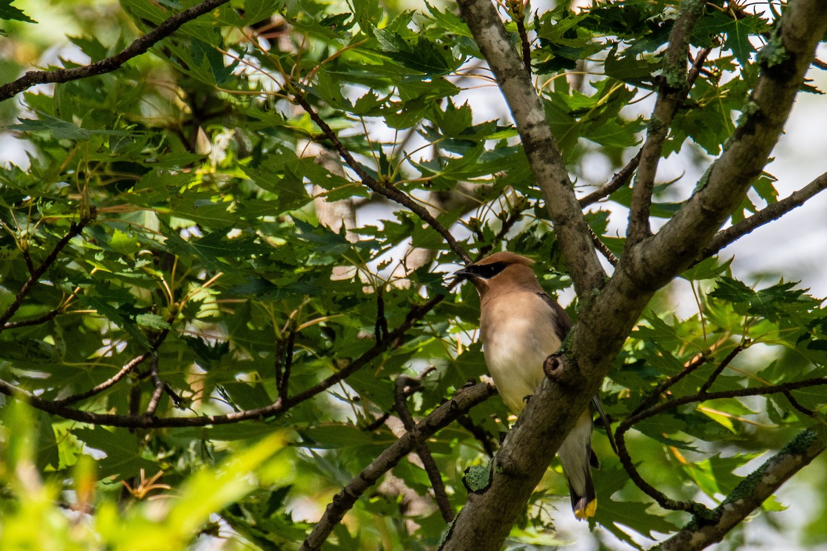 Cedar Waxwing - ML625047199