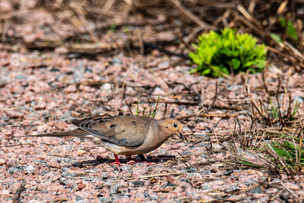 Mourning Dove - ML625047217