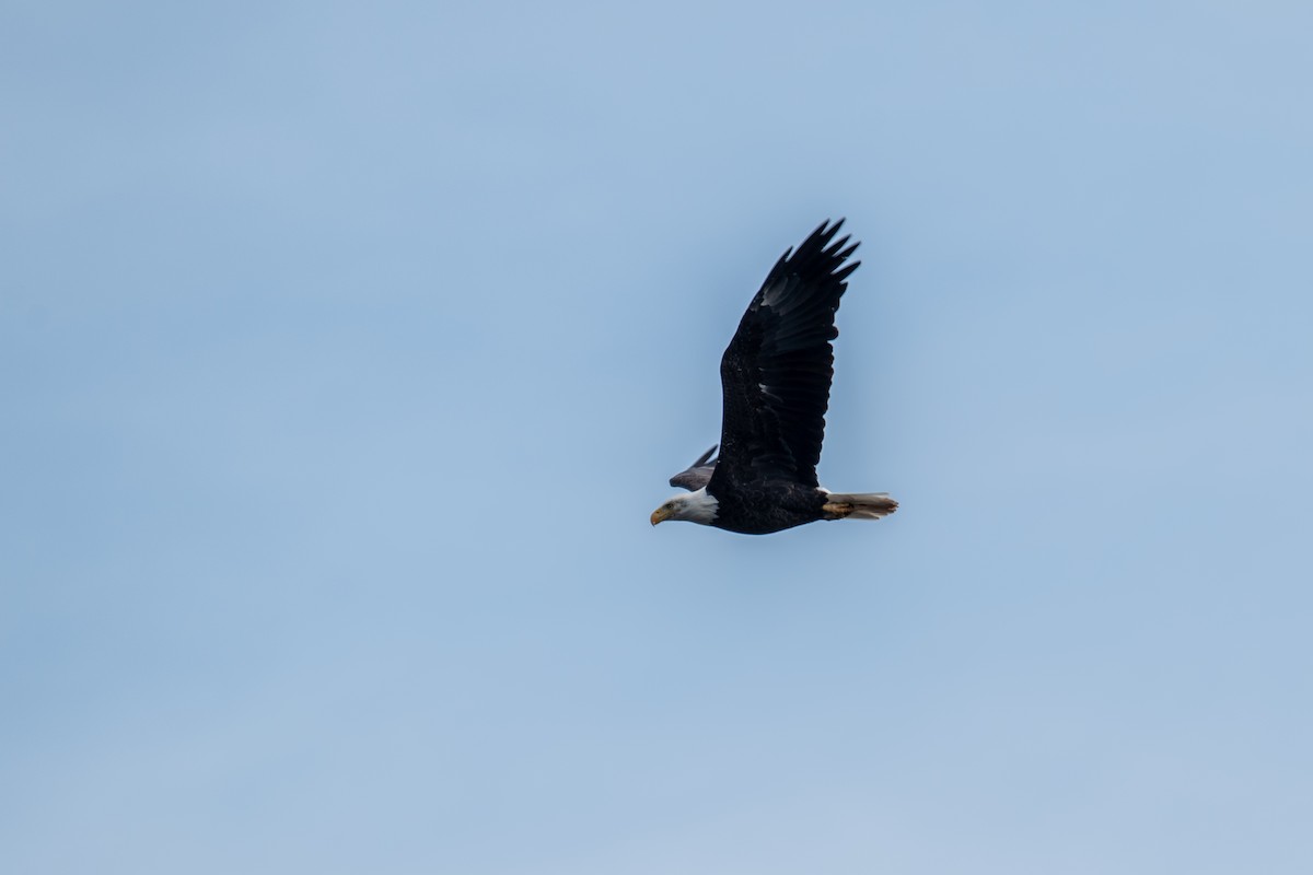 Bald Eagle - ML625047246